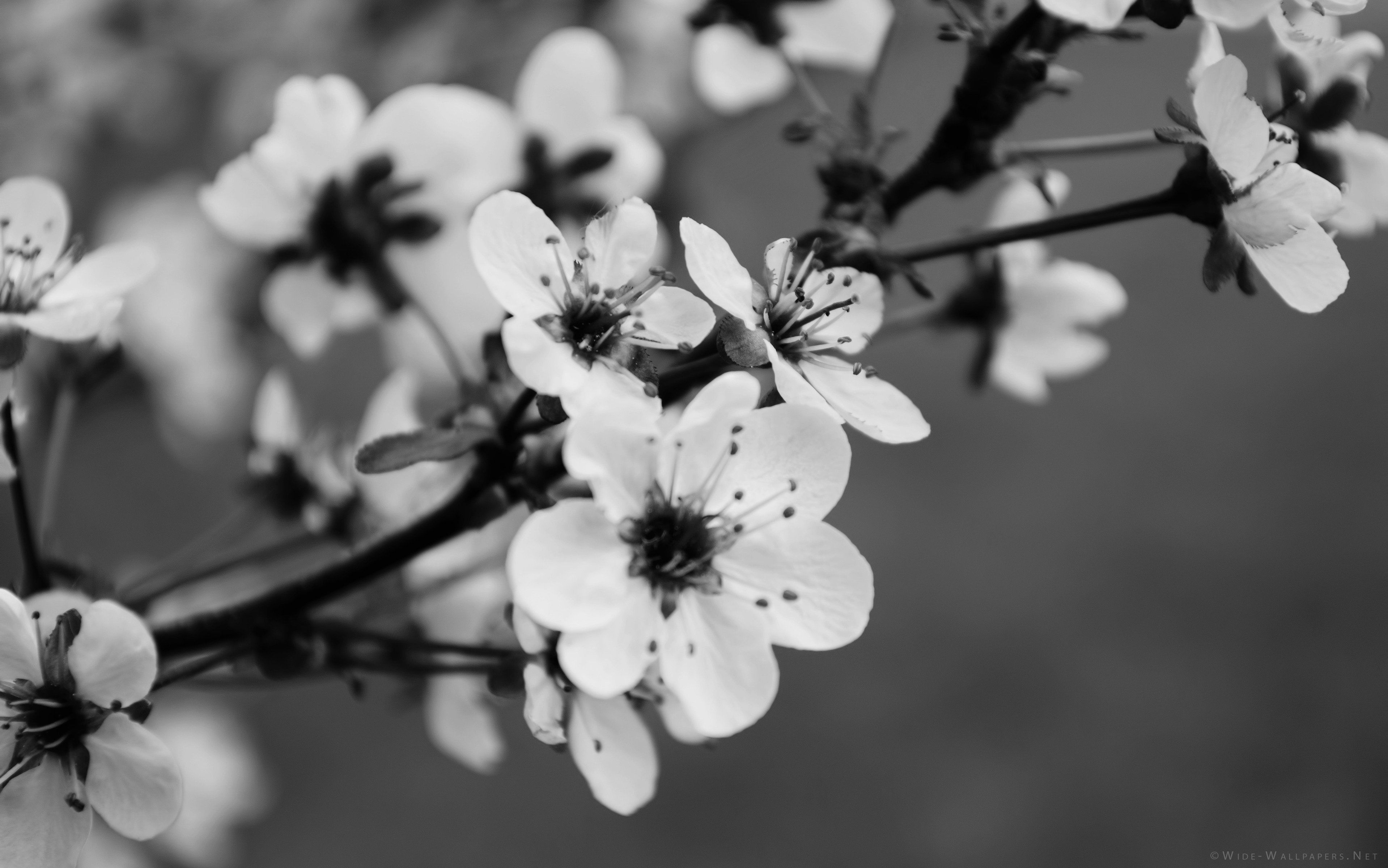 flowers/Fall Wallpaper Black And White.jpg